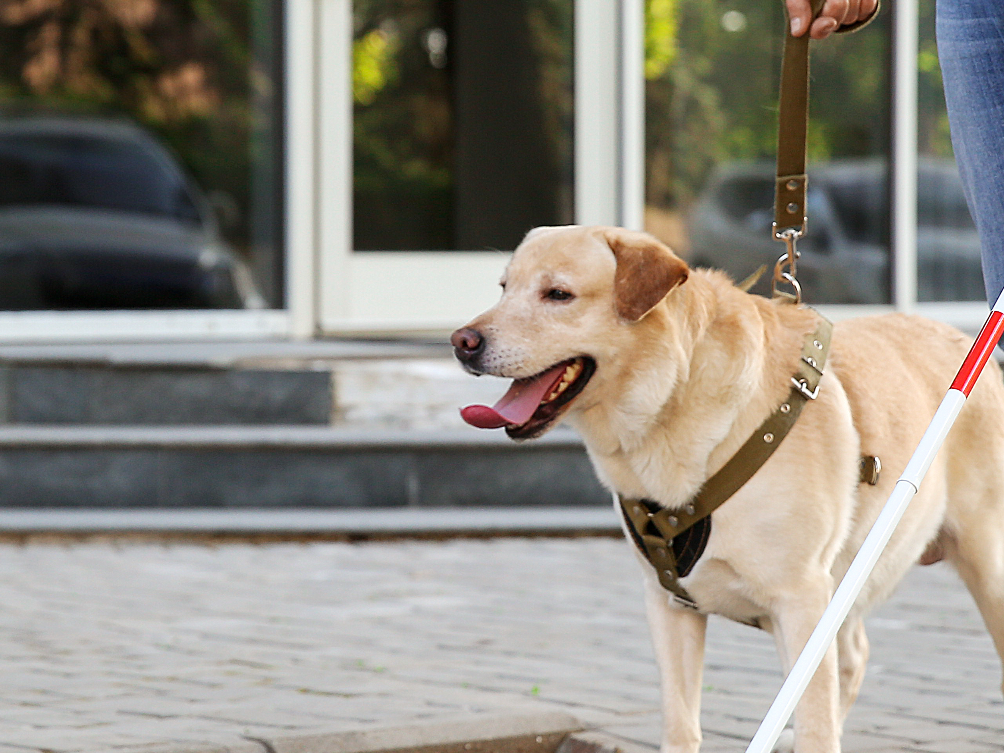 Image of a seeing eye dog and white mobility cane